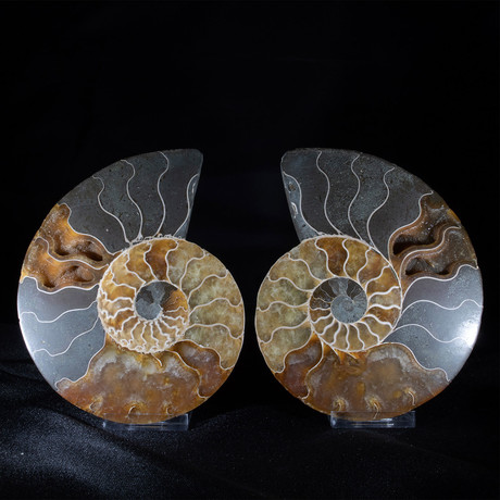Ammonite Pair II