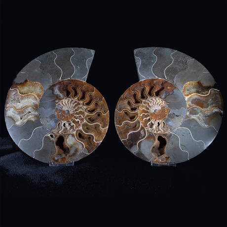 Ammonite Pair I