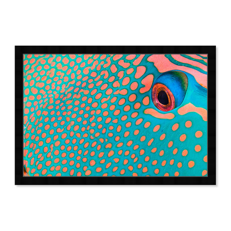 Bicolor Parrot Fish II by David Fleetham (26.0"H x 18.0"W x 0.5"D)