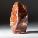 Polished Petrified Wood Freeform