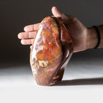 Polished Petrified Wood Freeform