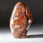 Polished Petrified Wood Freeform