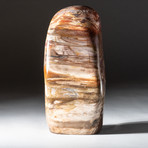 Polished Petrified Wood Freeform