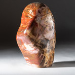 Polished Petrified Wood Freeform