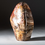 Polished Petrified Wood Freeform