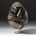 Septarian Druzy Egg