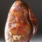 Polished Petrified Wood Freeform