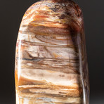 Polished Petrified Wood Freeform