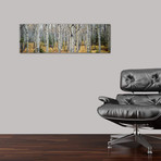 Aspen trees in a forest Alberta, Canada // Panoramic Images (60"W x 20"H x 0.75"D)