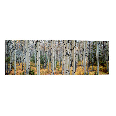 Aspen trees in a forest Alberta, Canada // Panoramic Images (60"W x 20"H x 0.75"D)