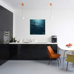 Shark Meets Diver // Zenja Gammer