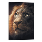 Lion // Zenja Gammer