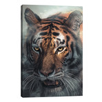 Tiger // Zenja Gammer