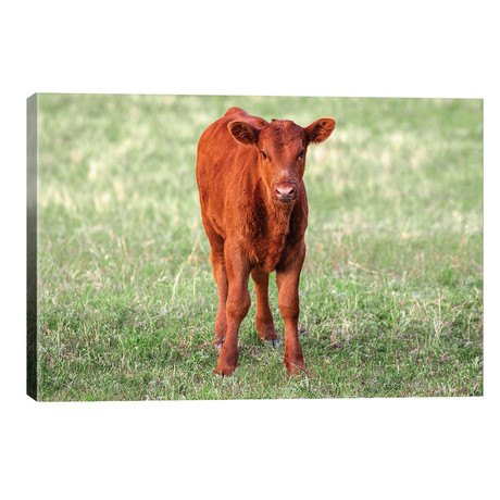 Red Angus Calf // Todd Klassy