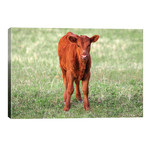 Red Angus Calf // Todd Klassy