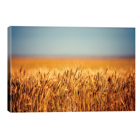 Field Of Wheat // Todd Klassy