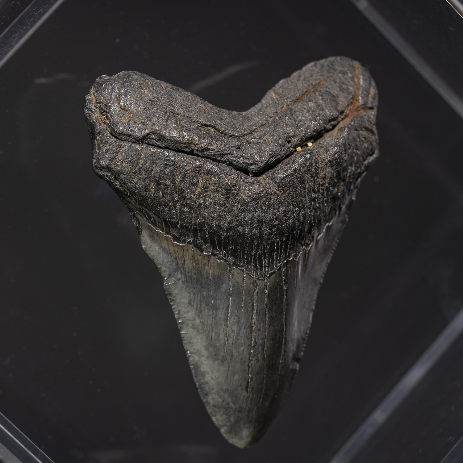 Fossil Megalodon Tooth + Transparent Acrylic display // 4 ...