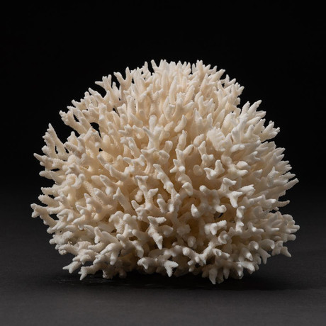 Genuine Birds Nest Coral // V6