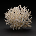 Genuine Birds Nest Coral // V3