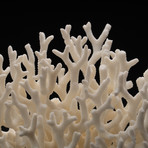 Genuine Birds Nest Coral // V3