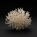 Genuine Birds Nest Coral // V3