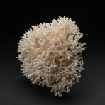 Genuine Birds Nest Coral // V1