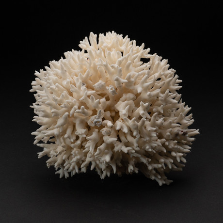 Genuine Birds Nest Coral // V1