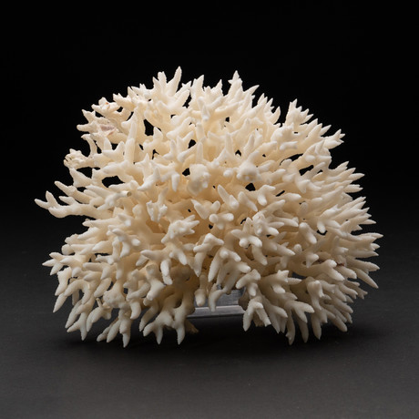 Genuine Birds Nest Coral // V4