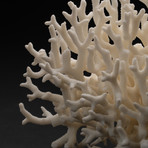 Genuine Birds Nest Coral // V3