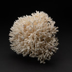 Genuine Birds Nest Coral // V1