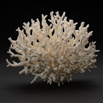 Genuine Birds Nest Coral // V3