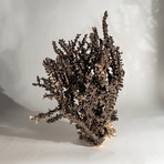 Genuine Brown Staghorn Coral