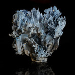 Genuine Blue Ridge Coral