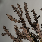 Genuine Brown Staghorn Coral