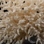 Genuine Birds Nest Coral // V4