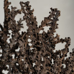 Genuine Brown Staghorn Coral