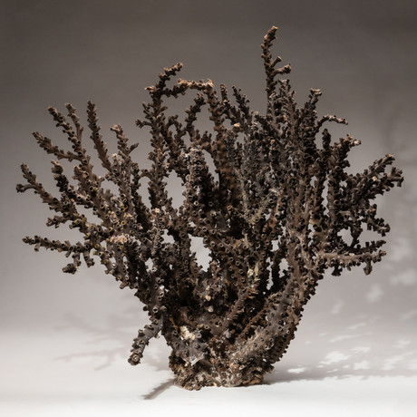 Genuine Brown Staghorn Coral