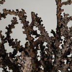 Genuine Brown Staghorn Coral