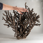 Genuine Brown Staghorn Coral