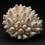 Genuine Finger Coral