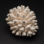 Genuine Finger Coral