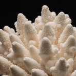 Genuine Finger Coral