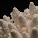 Genuine Finger Coral