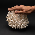 Genuine Finger Coral