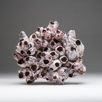 Genuine Purple Acorn Barnacle Cluster // V2