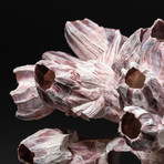 Genuine Purple Acorn Barnacle Cluster // V1