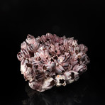 Genuine Purple Acorn Barnacle Cluster // V10