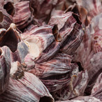 Genuine Purple Acorn Barnacle Cluster // V10