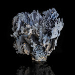 Genuine Blue Ridge Coral