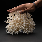 Genuine Birds Nest Coral // V4